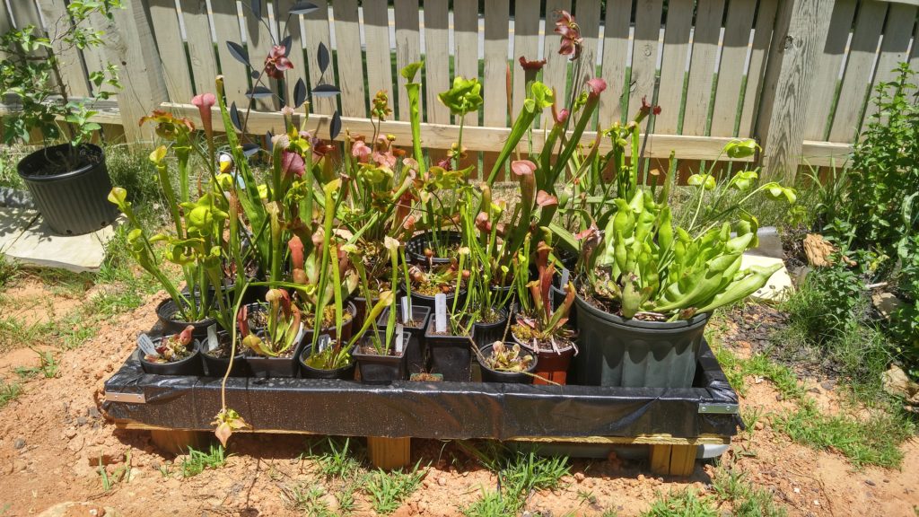 Recirculating Water Table for Carnivorous Plants