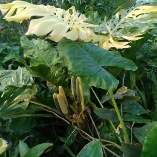 Monstera Deliciosa Yellow / Gold Variegated