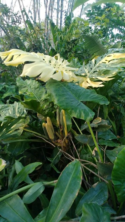 Monstera Deliciosa Yellow / Gold Variegated