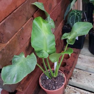 Philodendron Rugosum Radience