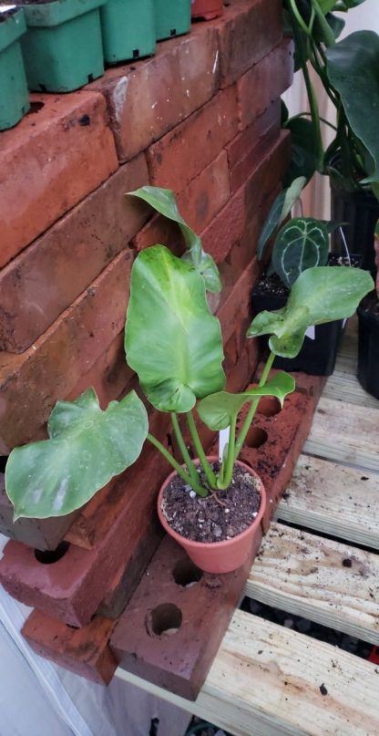 Philodendron Rugosum Radience