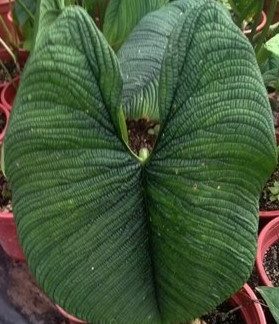 Philodendron Lynnhannoniae Leaf