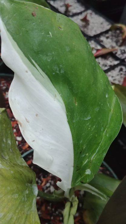 Philodendron White Knight Variegated Leaf